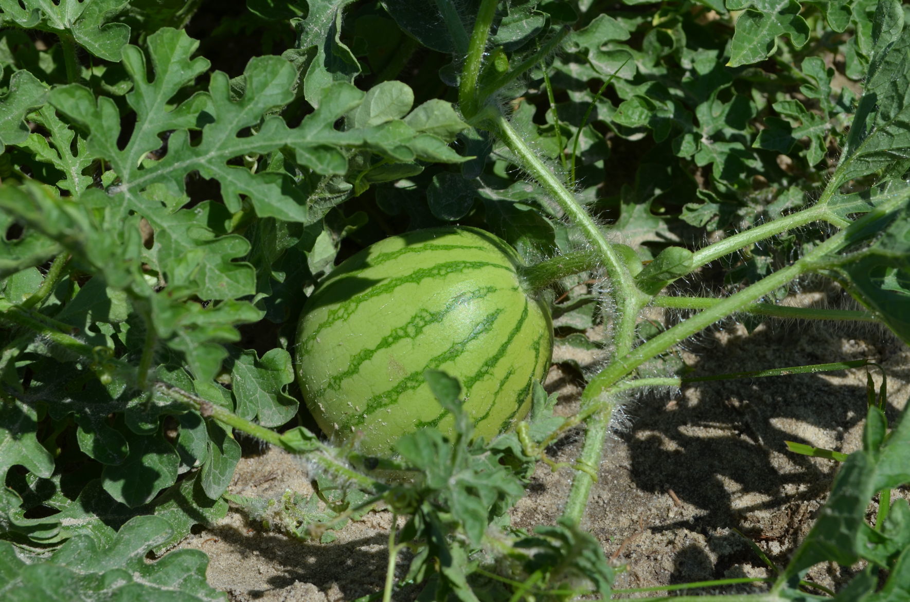 Watermelon Field Day